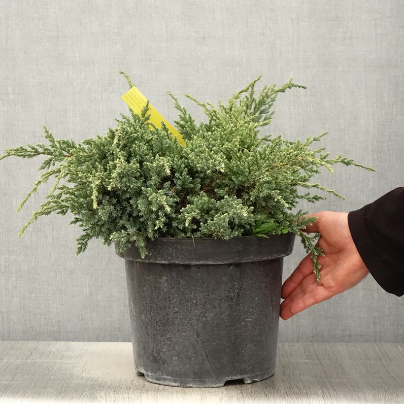 Spécimen de Genévrier écailleux - Juniperus squamata Dream Joy en pot de 7,5l/10l tel que livré au printemps