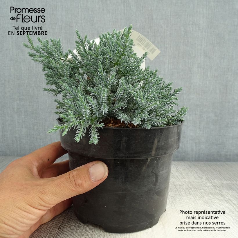 Spécimen de Genévrier écailleux - Juniperus squamata Tropical Blue Pot de 2L/3L tel que livré en été