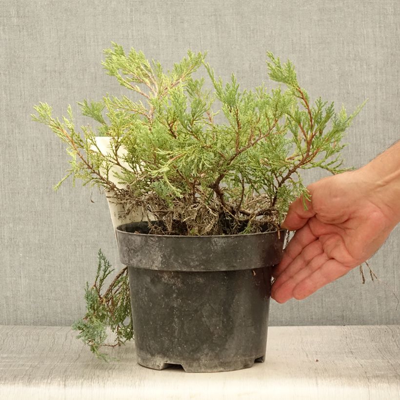 Spécimen de Genévrier horizontal - Juniperus horizontalis Agnieszka Pot de 2L/3L tel que livré en été