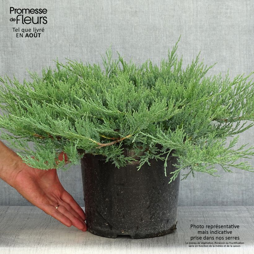 Spécimen de Genévrier horizontal - Juniperus horizontalis Agnieszka Pot de 7,5L/10L tel que livré en été