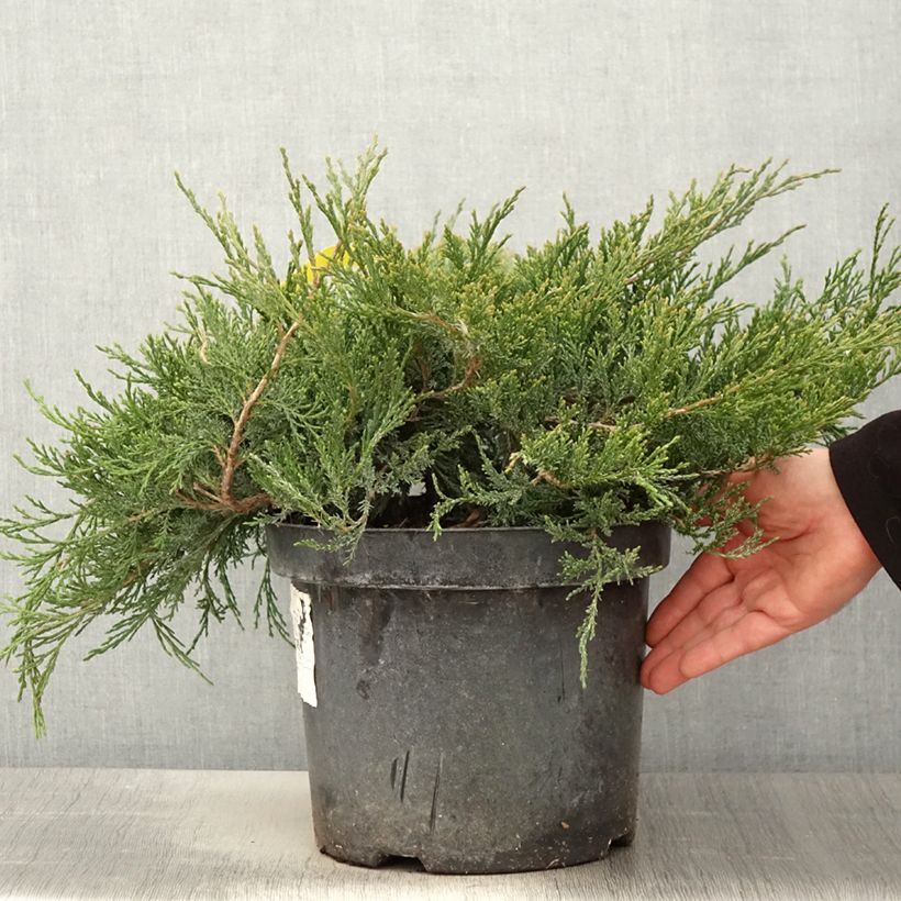 Spécimen de Genévrier horizontal - Juniperus horizontalis Agnieszka en pot de 7,5l/10l tel que livré au printemps