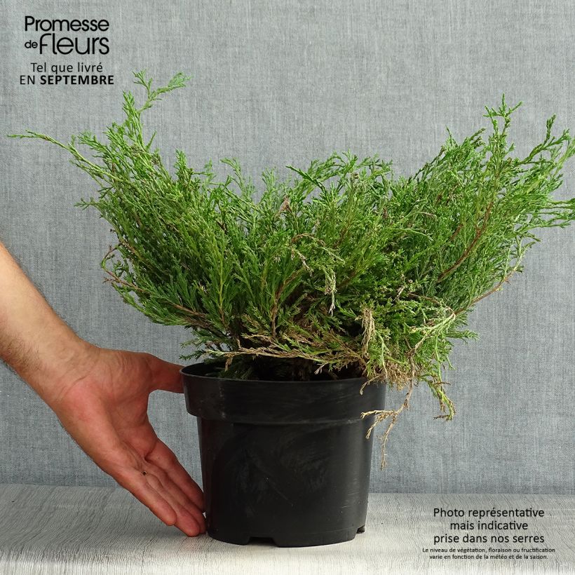 Spécimen de Genévrier horizontal - Juniperus horizontalis Andorra Compact Pot de 2L/3L tel que livré en été
