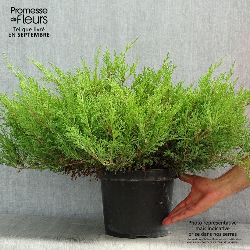 Spécimen de Genévrier horizontal - Juniperus horizontalis Andorra Compact Pot de 7,5L/10L tel que livré en été