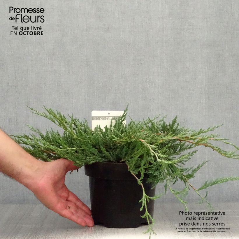 Spécimen de Genévrier horizontal - Juniperus horizontalis Jade River Pot de 2L/3L tel que livré en automne