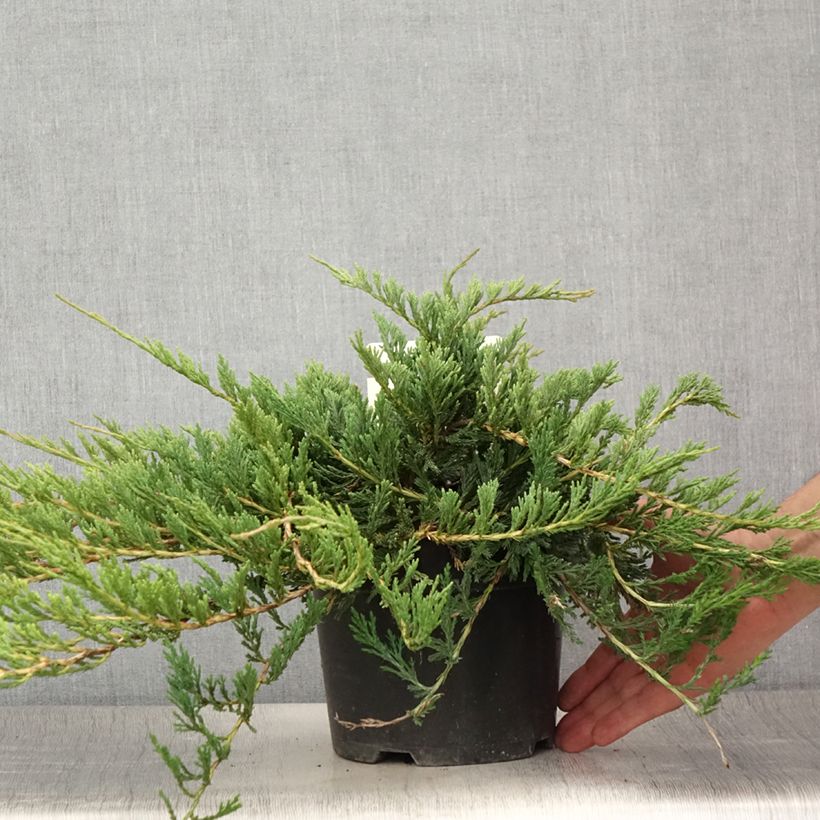 Spécimen de Genévrier horizontal - Juniperus horizontalis Jade River Pot de 2L/3L tel que livré en été