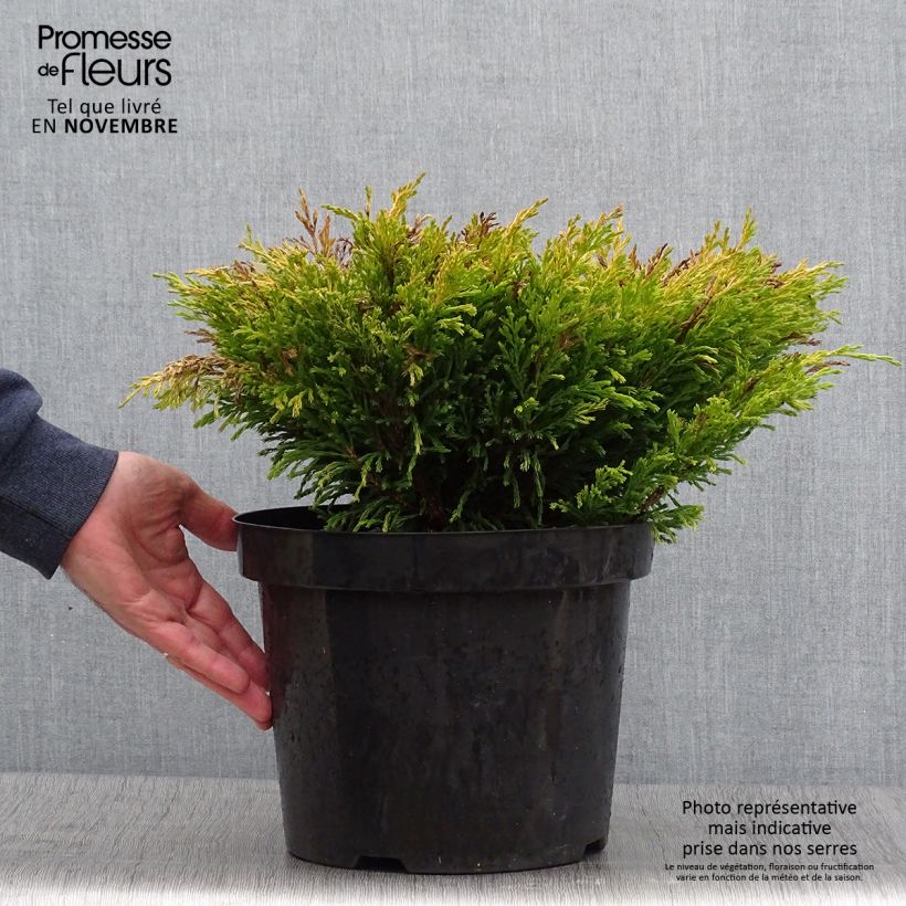 Spécimen de Genévrier horizontal - Juniperus horizontalis Limeglow Pot de 7,5L/10L tel que livré en automne