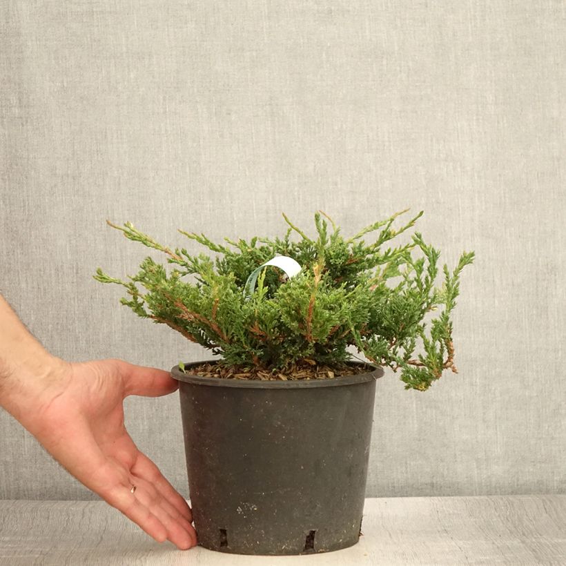 Spécimen de Genévrier horizontal - Juniperus horizontalis Prince Of Wales Pot de 2L/3L tel que livré en été