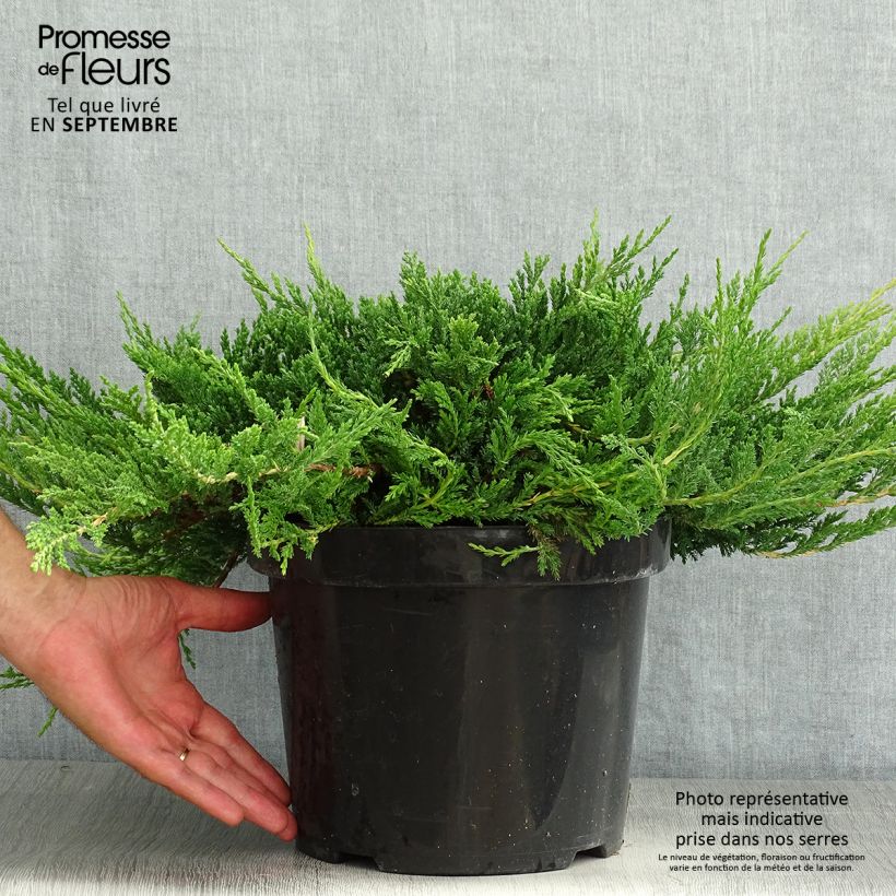 Spécimen de Genévrier horizontal - Juniperus horizontalis Prince Of Wales Pot de 7,5L/10L tel que livré en été