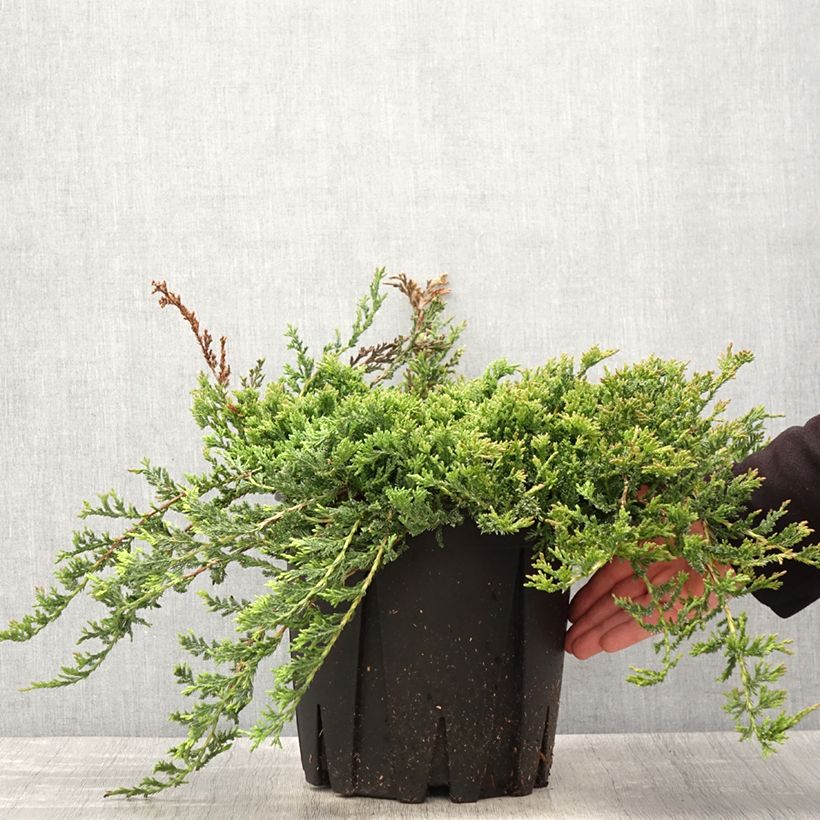 Spécimen de Genévrier horizontal - Juniperus horizontalis Prince Of Wales en pot de 7,5L/10L tel que livré au printemps