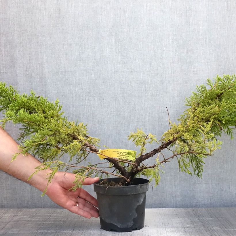 Spécimen de Genévrier - Juniperus pfitzeriana Goldkissen Pot de 2L/3L tel que livré en été