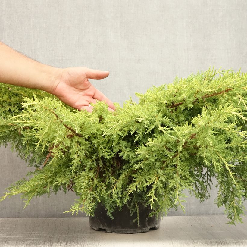 Spécimen de Genévrier - Juniperus pfitzeriana Goldkissen Pot de 7,5L/10L tel que livré en été