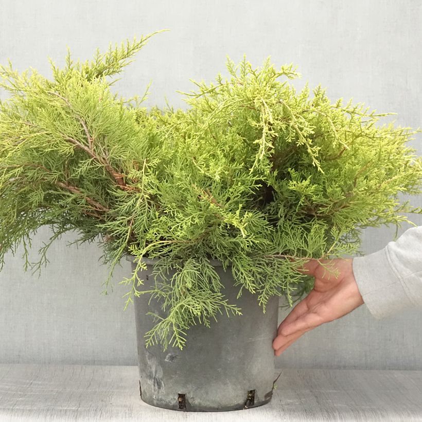 Spécimen de Genévrier - Juniperus pfitzeriana Old Gold                Pot de 7,5L/10L tel que livré en été