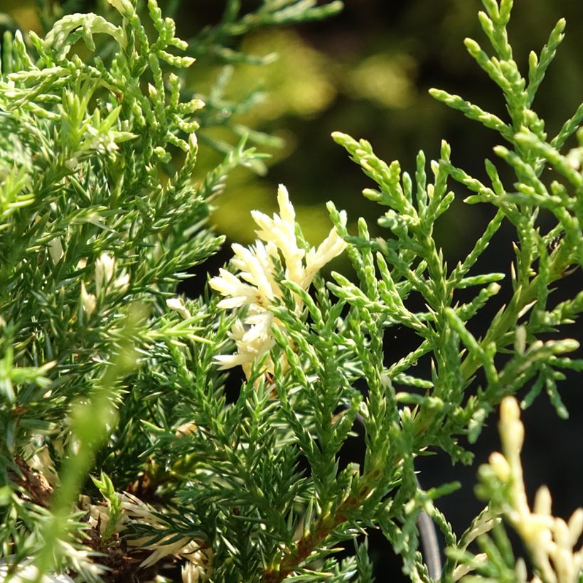 Genévrier - Juniperus pfitzeriana White Splash (Feuillage)