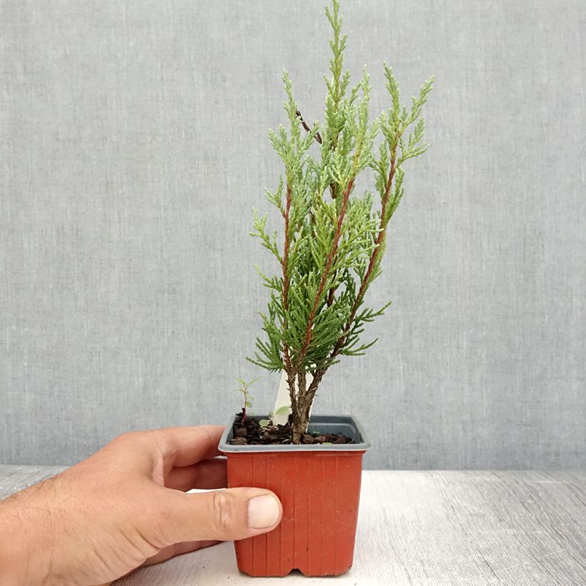 Spécimen de Genévrier - Juniperus scopulorum Moonglow Godet de 8/9 cm tel que livré en été
