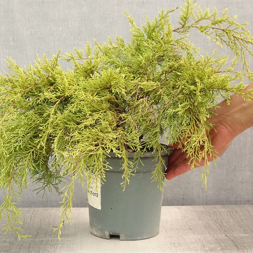 Spécimen de Genévrier - Juniperus x media Gold Coast Pot de 2L/3L tel que livré en été
