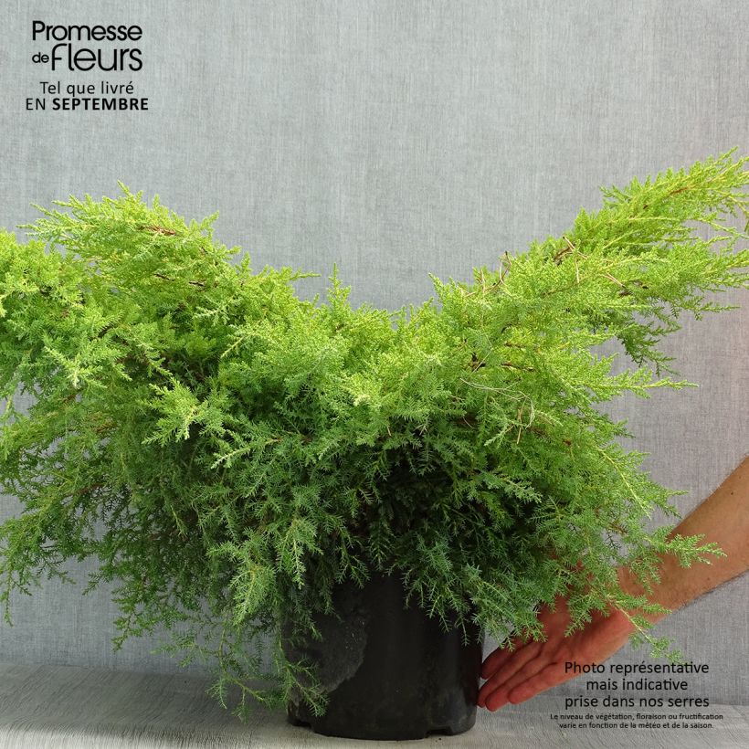 Spécimen de Genévrier - Juniperus x media Gold Star Pot de 7,5L/10L tel que livré en été