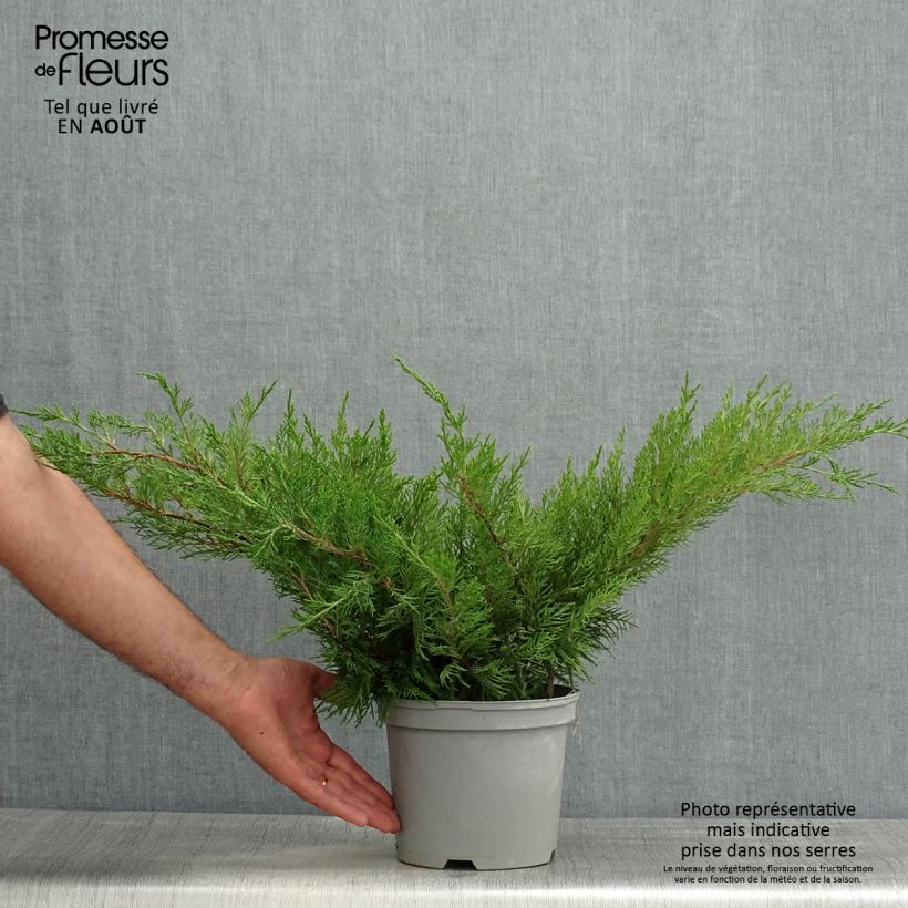 Spécimen de Genévrier - Juniperus x media Mint Julep Pot de 2L/3L tel que livré en été