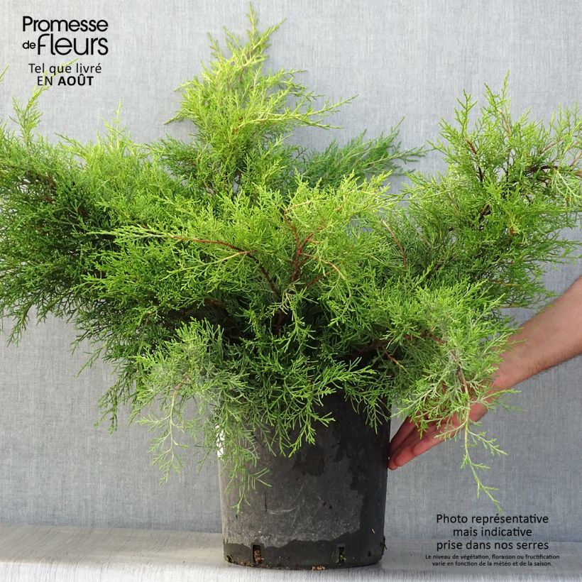 Spécimen de Genévrier - Juniperus x media Mint Julep Pot de 7,5L/10L tel que livré en été