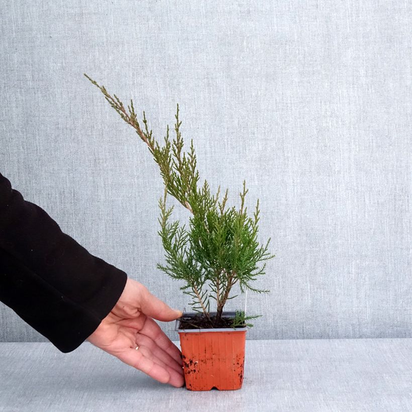 Spécimen de Genévrier - Juniperus x media Mint Julep Godet de 8/9 cm tel que livré en hiver