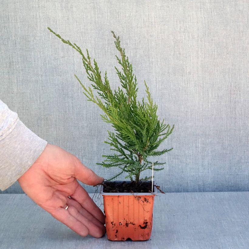 Spécimen de Genévrier - Juniperus x media Mint Julep - Godet de 8/9 cm tel que livré au printemps