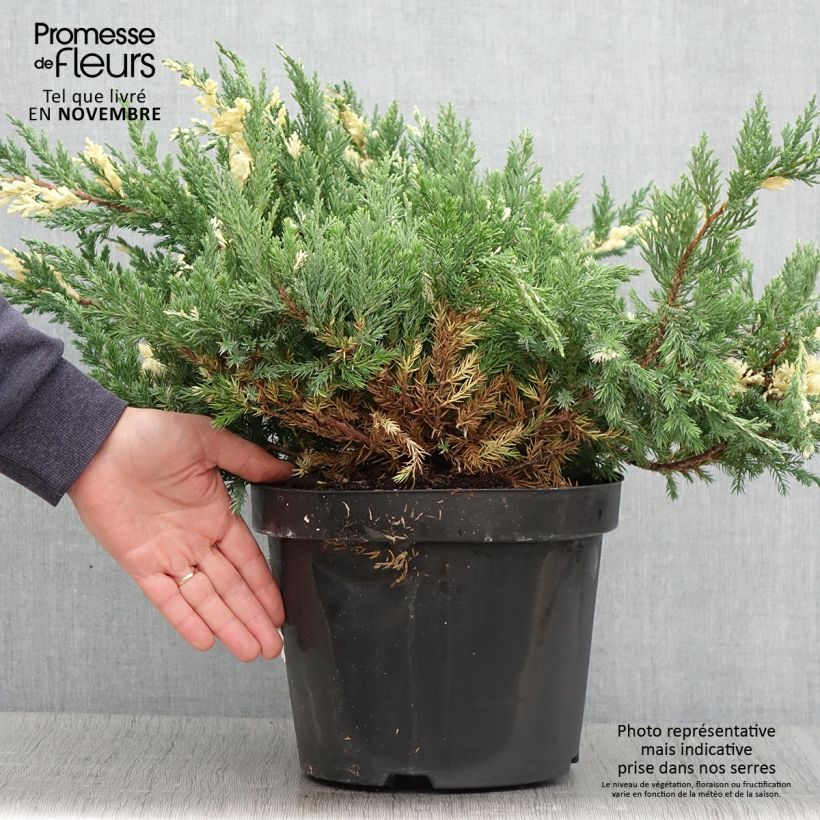 Spécimen de Genévrier rampant - Juniperus chinensis Expansa Variegata en pot de 7,5L/10L tel que livré en automne