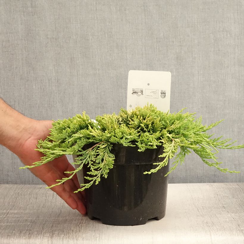 Spécimen de Genévrier rampant - Juniperus horizontalis Golden Carpet Pot de 2L/3L tel que livré en été