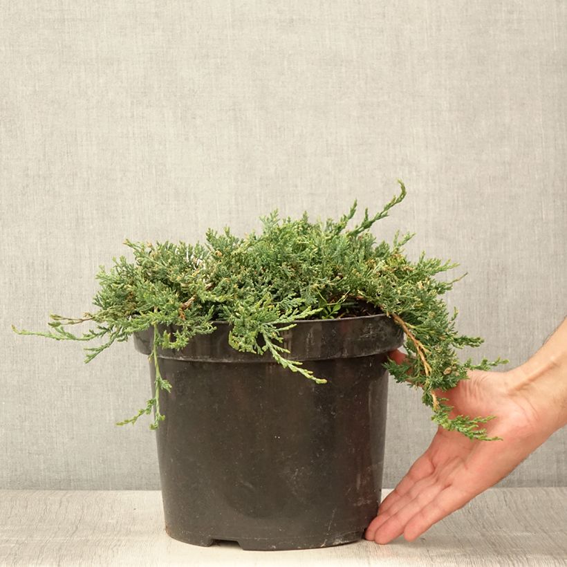 Spécimen de Genévrier rampant - Juniperus horizontalis Wiltonii Pot de 7,5L/10L tel que livré en été