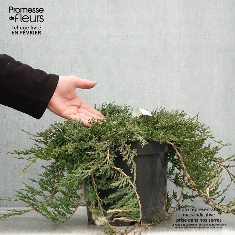 Spécimen de Genévrier rampant - Juniperus horizontalis Wiltonii tel que livré en hiver