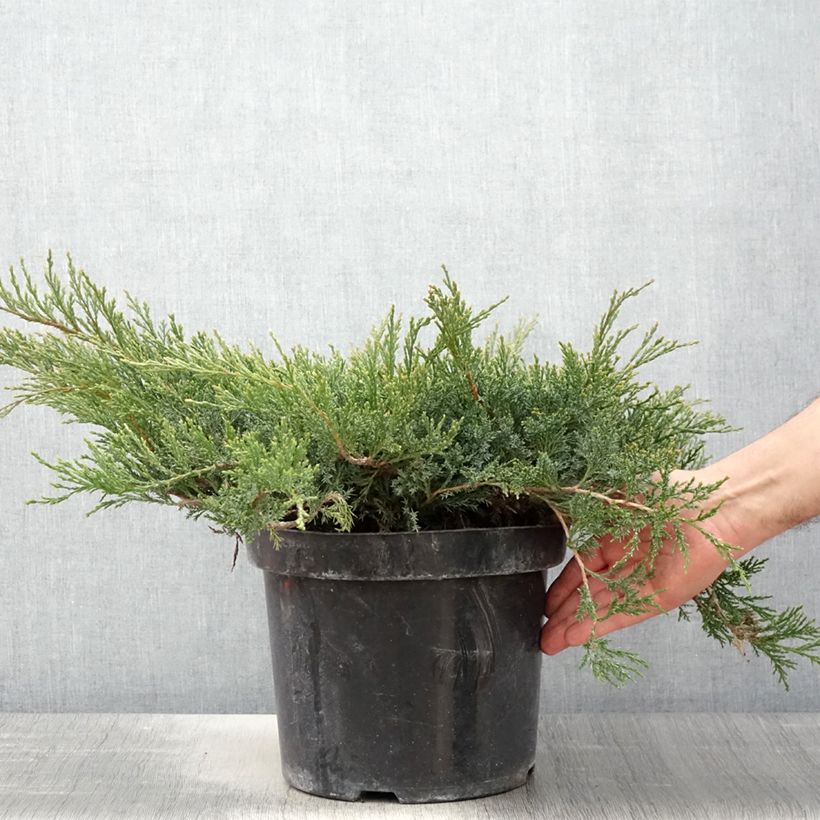 Spécimen de Genévrier rampant - Juniperus horizontalis Wiltonii en pot de 7,5L/10L tel que livré au printemps