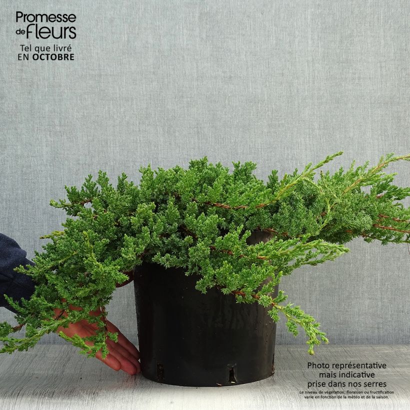 Spécimen de Genévrier rampant - Juniperus procumbens Nana Pot de 7,5L/10L tel que livré en automne
