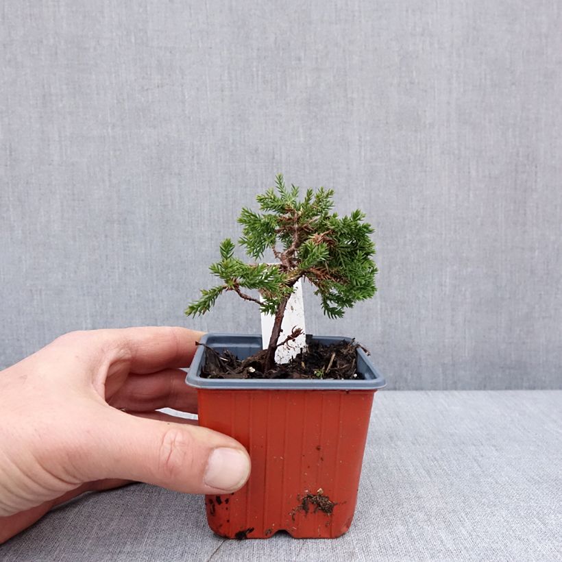 Spécimen de Genévrier rampant - Juniperus procumbens Nana - Godet de 8/9 cm tel que livré en hiver