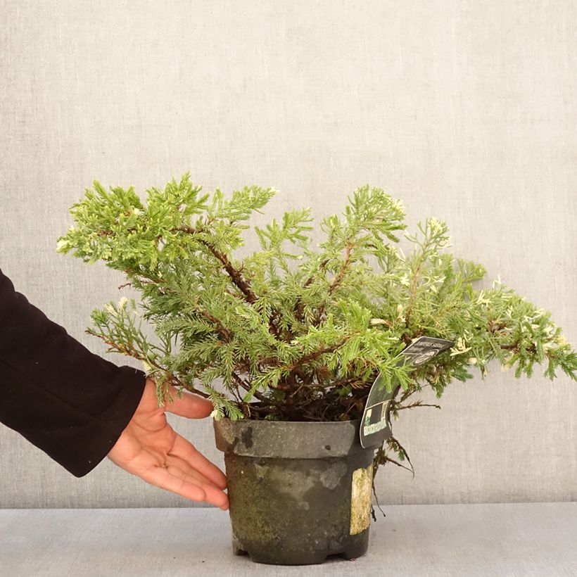 Spécimen de Genévrier sabine - Juniperus sabina Variegata en pot de 2l/3l tel que livré au printemps