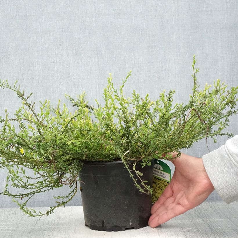 Spécimen de Genista pilosa Vancouver Gold - Genêt poilu Pot de 2L/3L tel que livré en été