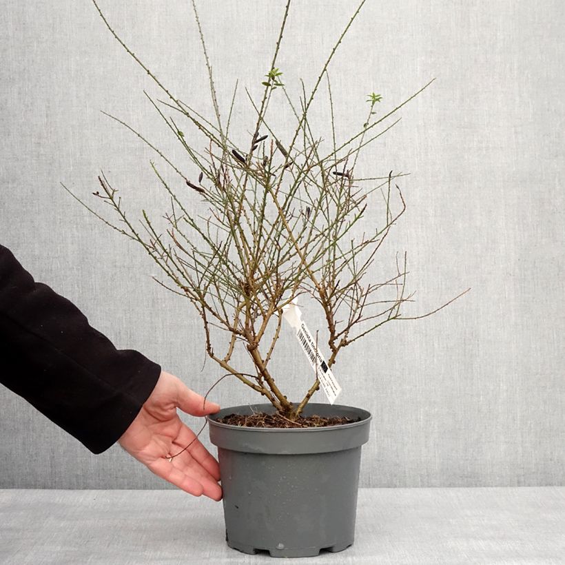 Spécimen de Genista tinctoria - Genêt des teinturiers Pot de 3L/4L tel que livré en hiver