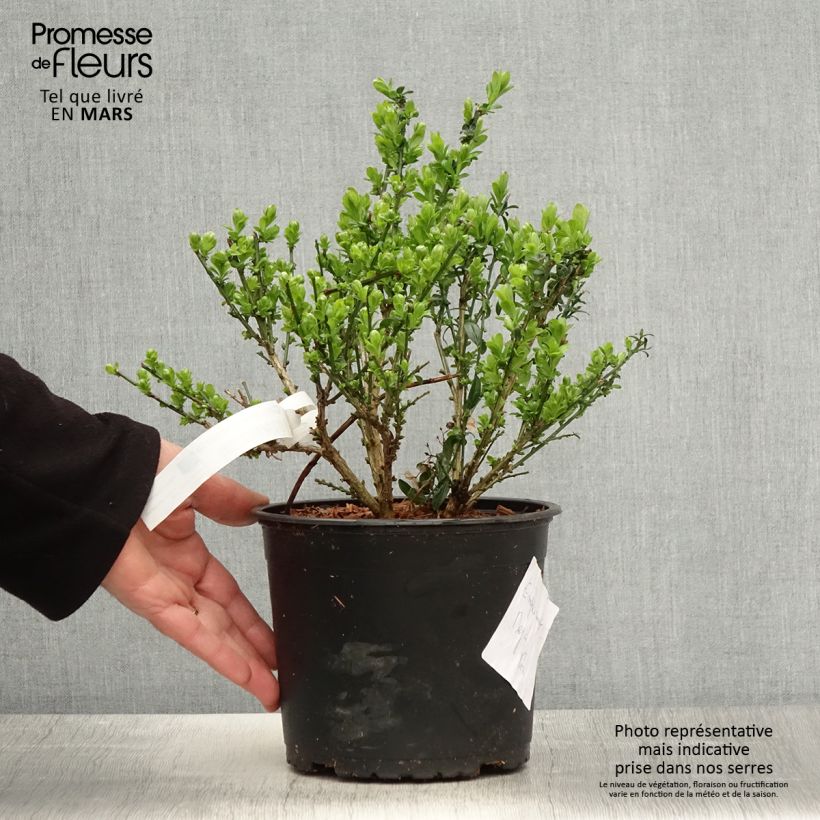 Spécimen de Genista tinctoria - Genêt des teinturiers - Pot de 3L/4L tel que livré au printemps