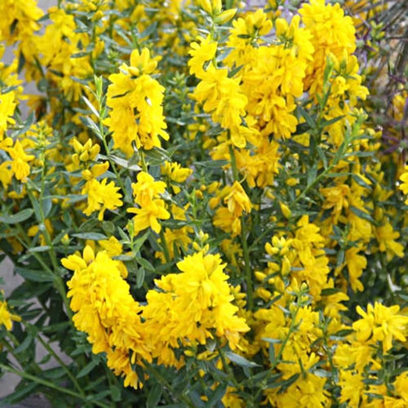 Genista tinctoria Plena - Genêt des teinturiers (Floraison)