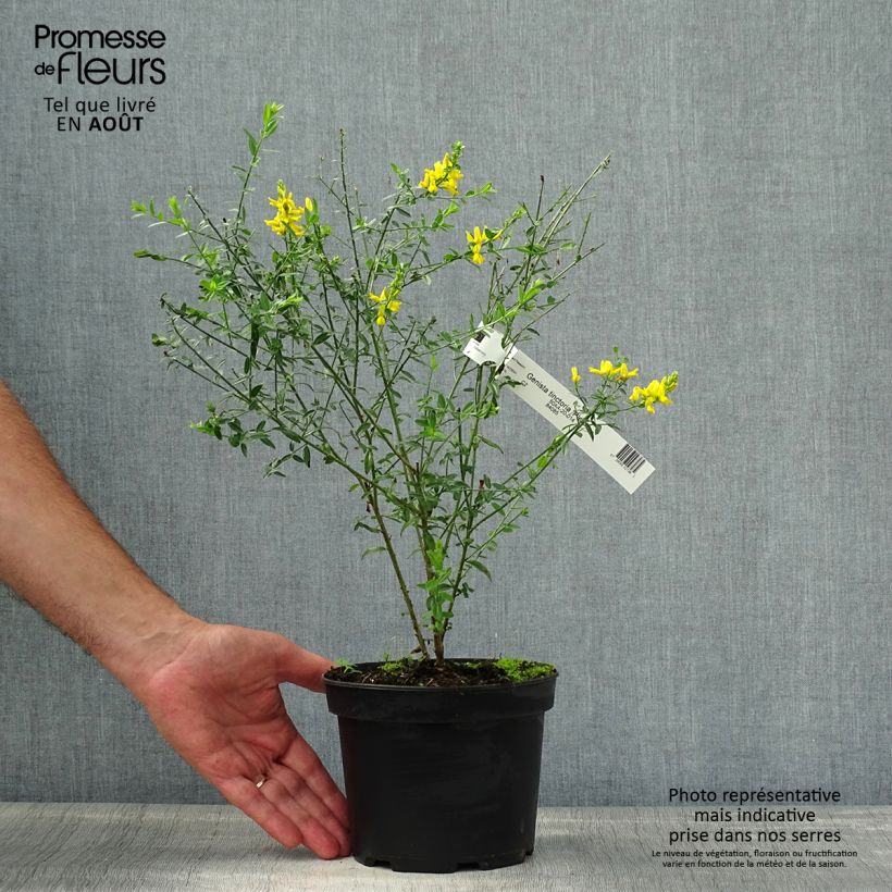 Spécimen de Genista tinctoria Plena - Genêt des teinturiers Pot de 2L/3L tel que livré en été