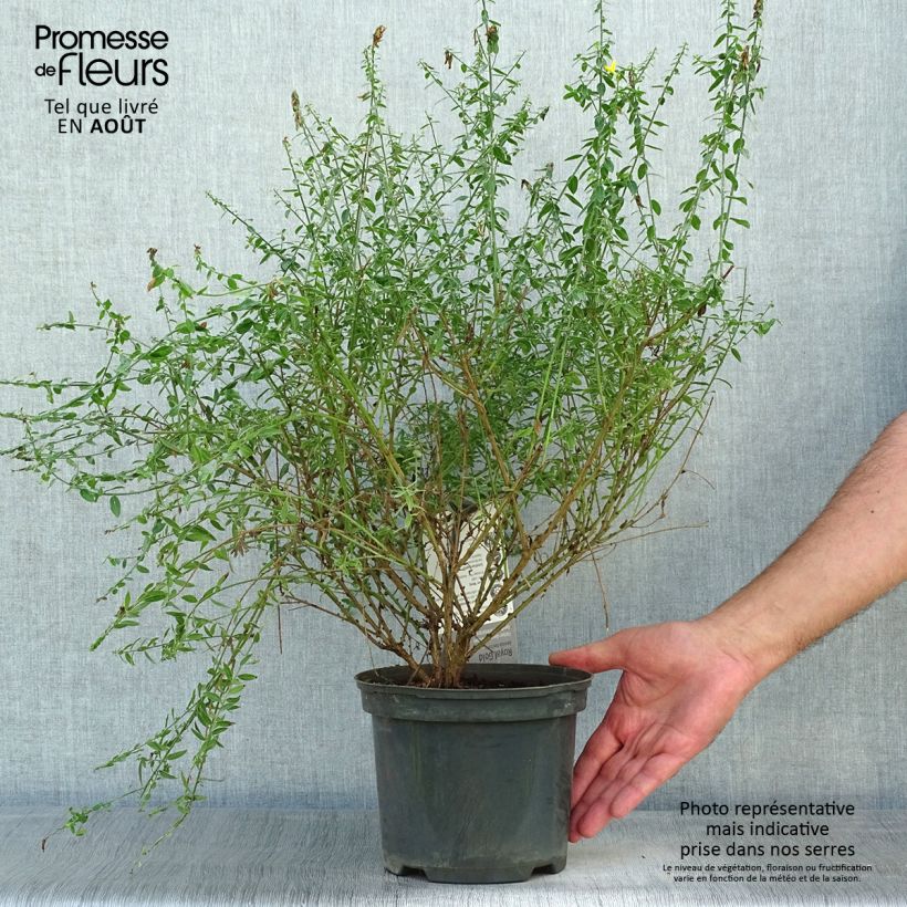 Spécimen de Genista tinctoria Royal Gold - Genêt des teinturiers Pot de 2L/3L tel que livré en été