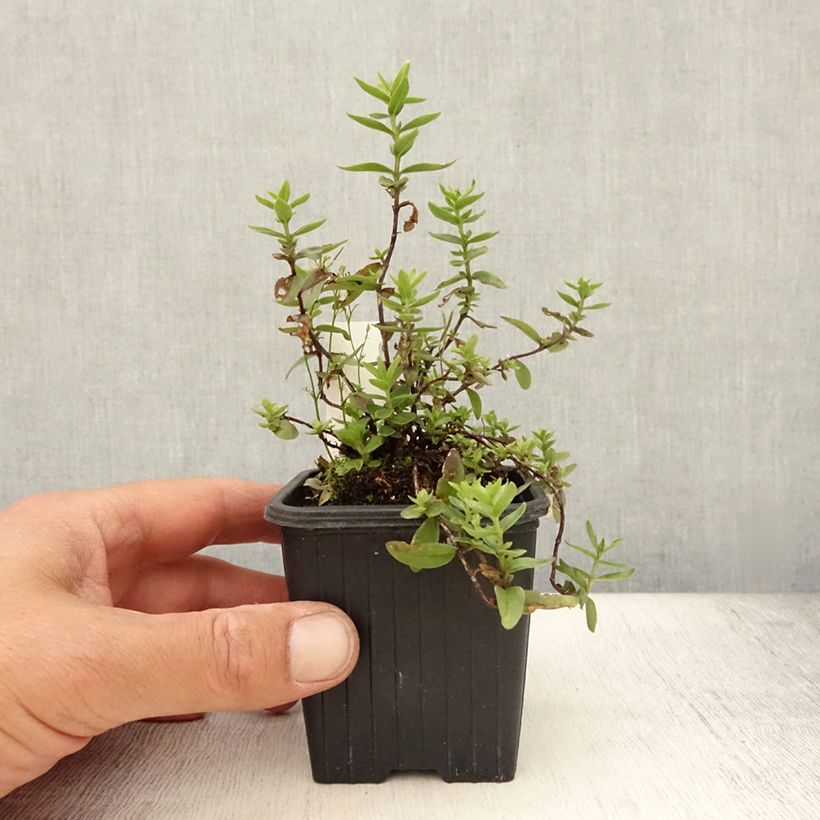 Spécimen de Gentiana Blue Star ® - Gentiane Godet de 8/9 cm tel que livré en été
