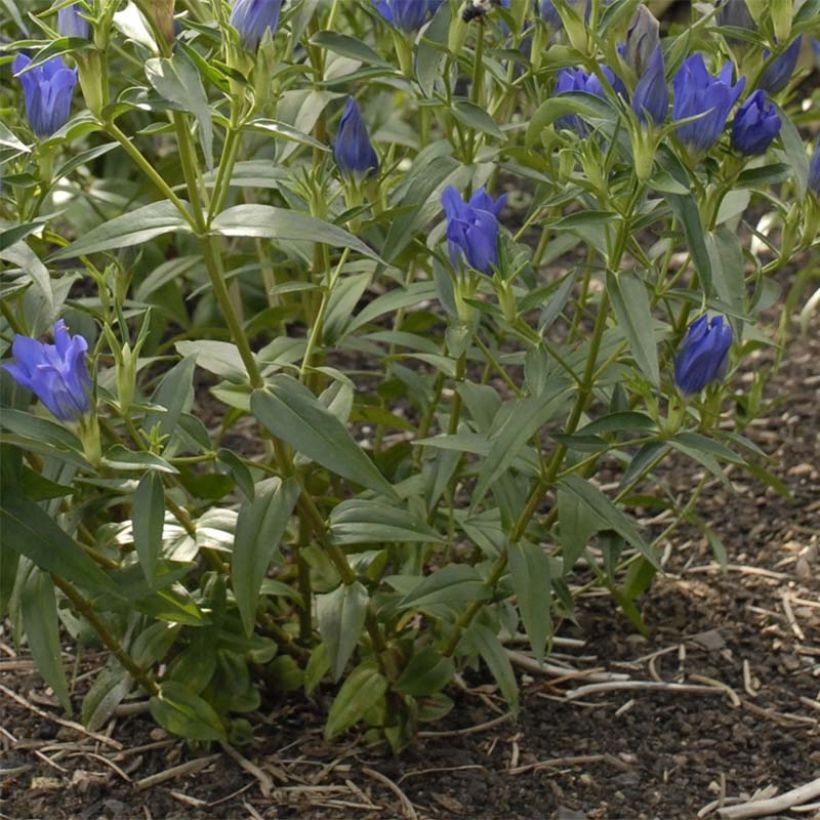 Gentiana True Blue - Gentiane (Feuillage)