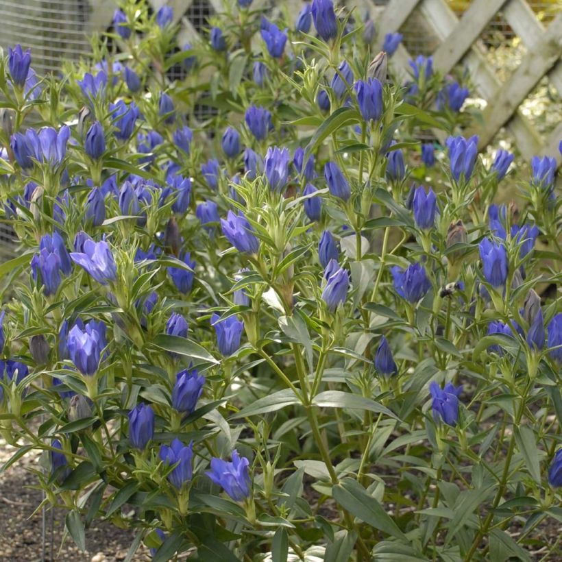 Gentiana True Blue - Gentiane (Floraison)