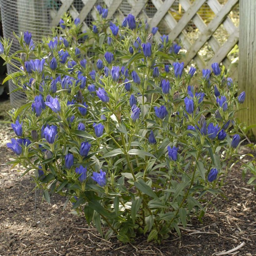 Gentiana True Blue - Gentiane (Port)