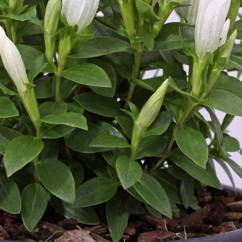 Gentiana White Magic - Gentiane (Feuillage)