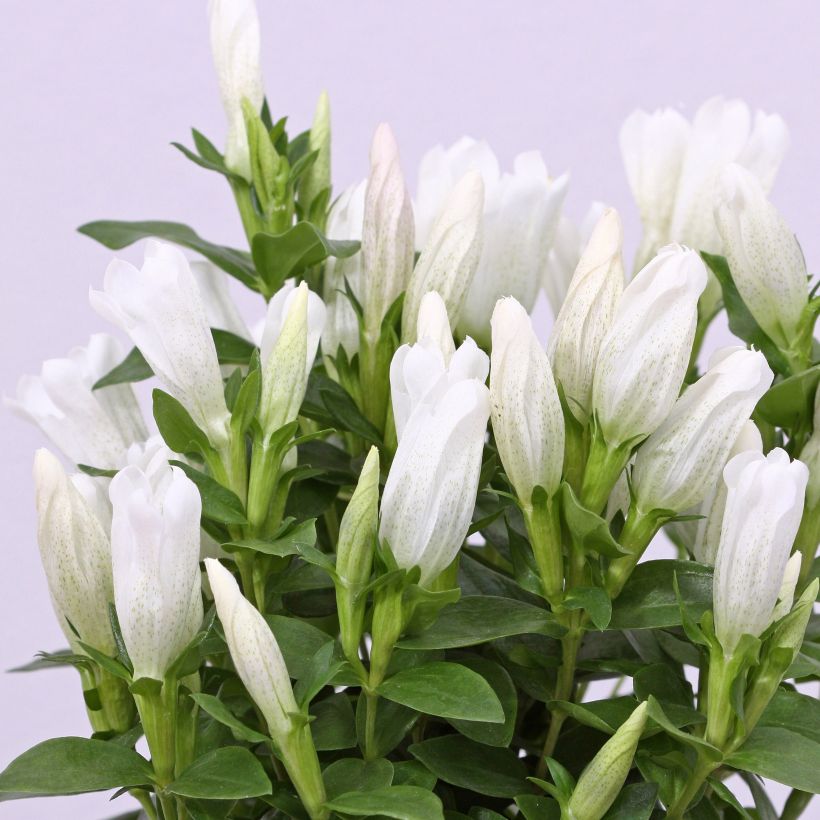 Gentiana White Magic - Gentiane (Floraison)