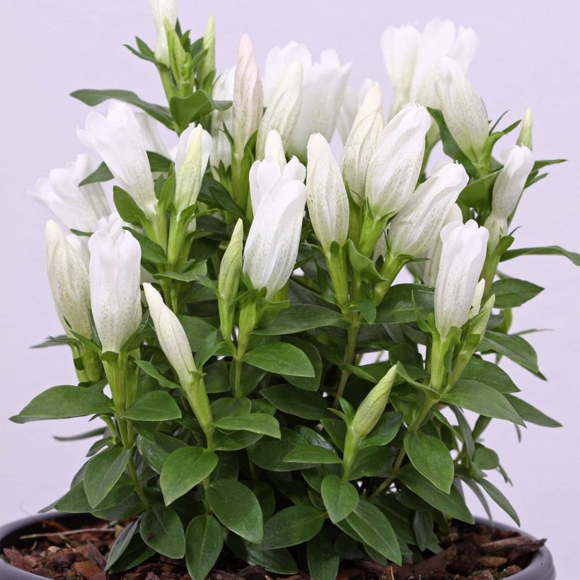 Gentiana White Magic - Gentiane (Port)