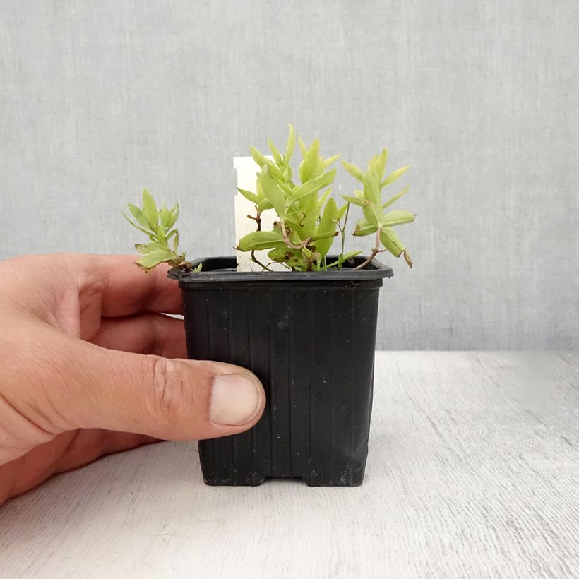 Spécimen de Gentiana White Magic - Gentiane Godet de 8/9 cm tel que livré en été