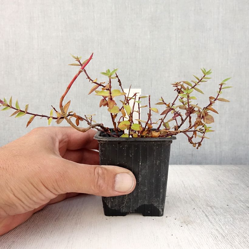 Spécimen de Gentiane scabra Zuki-rindo Godet de 8/9 cm tel que livré en été