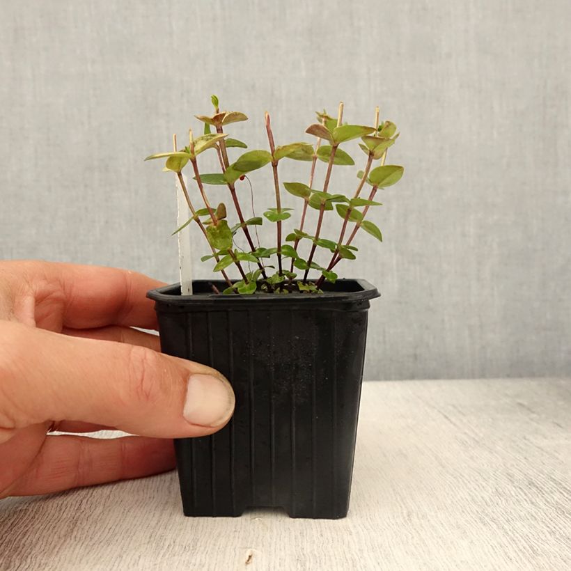 Spécimen de Gentiane scabra Zuki-rindo - Godet de 8/9 cm tel que livré au printemps