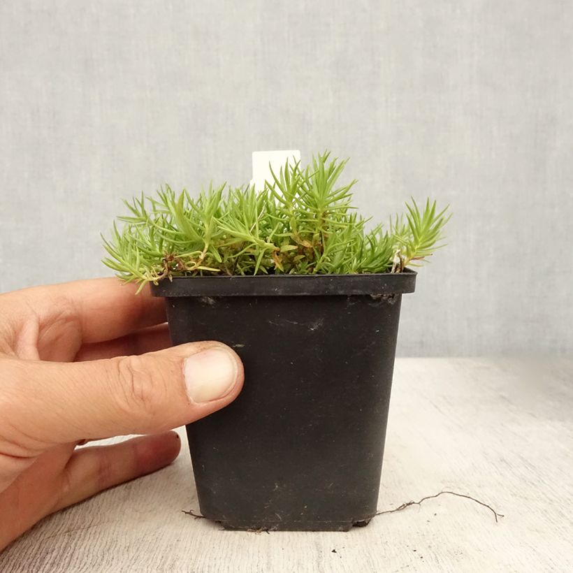 Spécimen de Gentiane sino-ornata bleue à floraison automnale, Gentiana Godet de 8/9 cm tel que livré en été