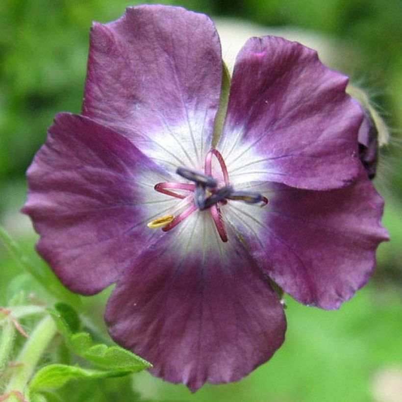 Geranium vivace phaeum Mourning Widow (Floraison)